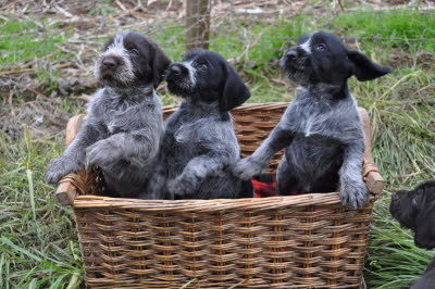 wirehair 051